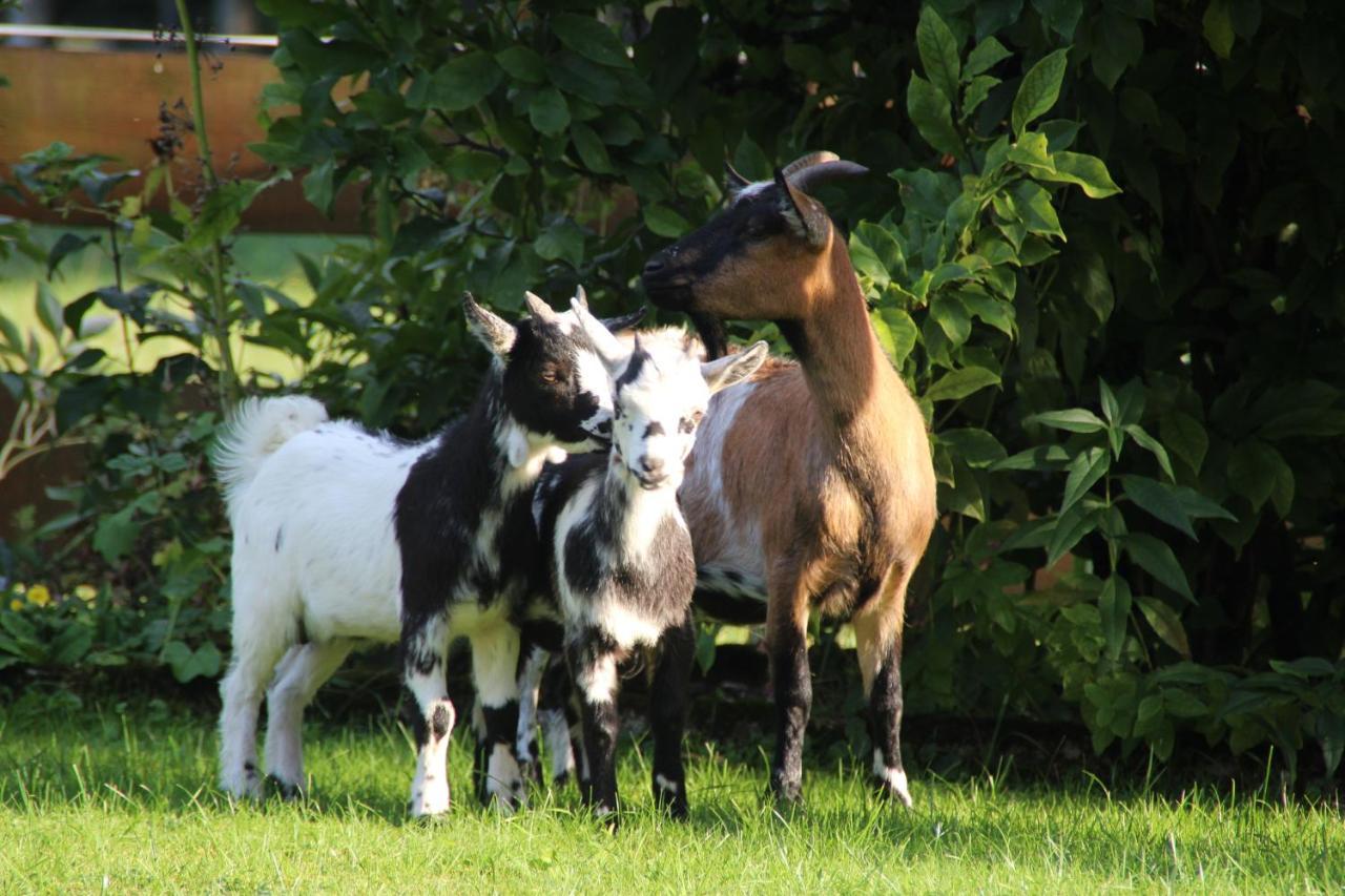 Ferienhof Zum Sagschneider Lenggries Exteriér fotografie